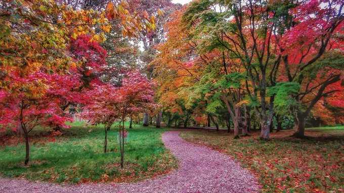 'The Autumn Trees', Bodnant Garden, Conwy